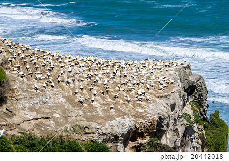 Muriwai Gannet Colony  in Auckland,New Zealand. 20442018