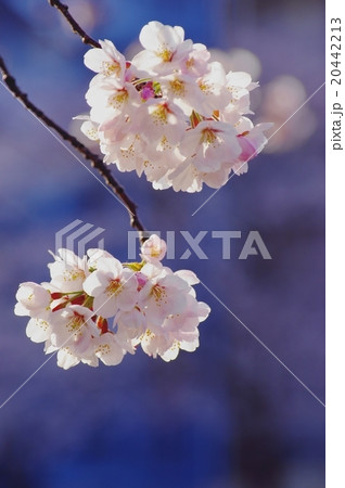 双子桜 双子桜 20442213