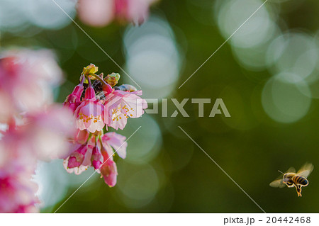 寒緋桜とミツバチ 20442468