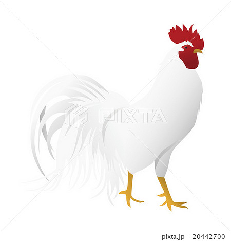 鶏の写実イラスト 酉年 年賀素材のイラスト素材 20442700 Pixta