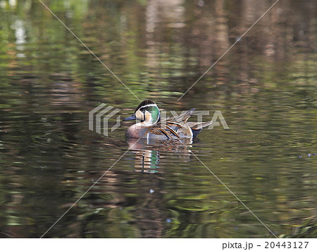 トモエガモ雄 20443127