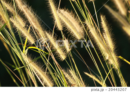 Flower 20443207