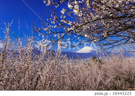 梅林からの富士山 20443225
