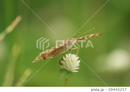 insect 20443257