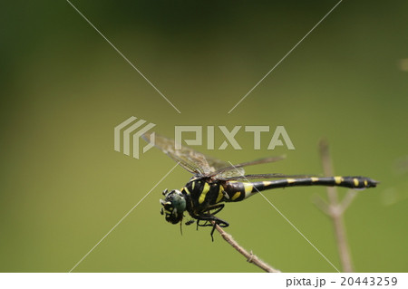 insect insect 20443259