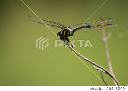 insect 20443260
