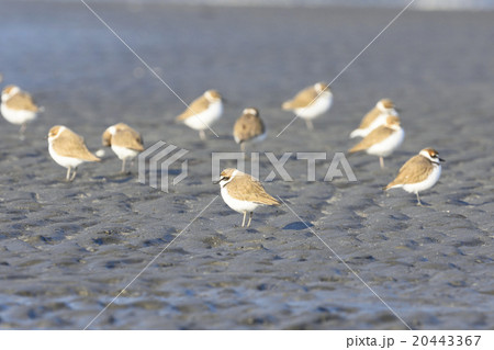 シロチドリの群れ シロチドリの群れ 20443367