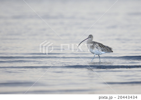 ダイシャクシギ 20443434