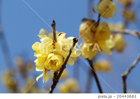 ロウバイ 20443683