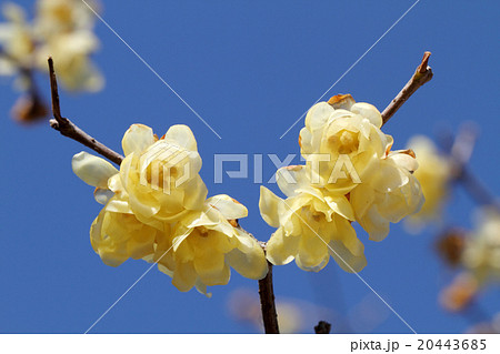 ロウバイ 20443685