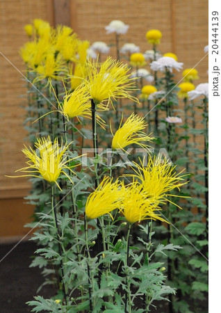 丹誠込めた菊花展の花@大仙公園、堺市 丹誠込めた菊花展の花@大仙公園、堺市 20444139