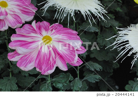丹誠込めた菊花展の花@大仙公園、堺市 丹誠込めた菊花展の花@大仙公園、堺市 20444141