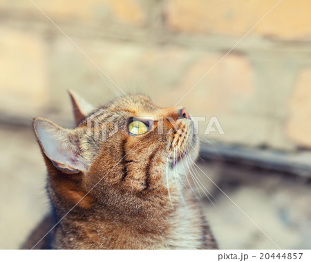 Portrait of cat looking up Portrait of cat looking up 20444857