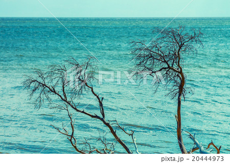 Dry tree against sea. Blue toning Dry tree against sea. Blue toning 20444973