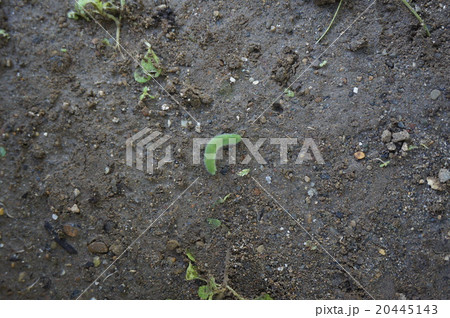 ヨトウムシ 20445143