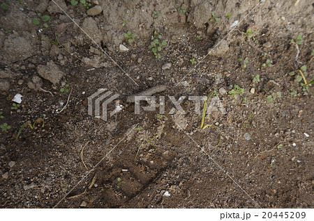 ネキリムシ(根切虫) ネキリムシ(根切虫) 20445209