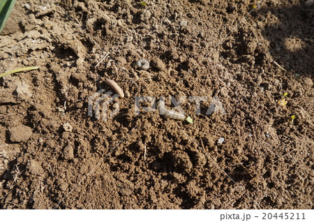 ネキリムシ(根切虫) ネキリムシ(根切虫) 20445211