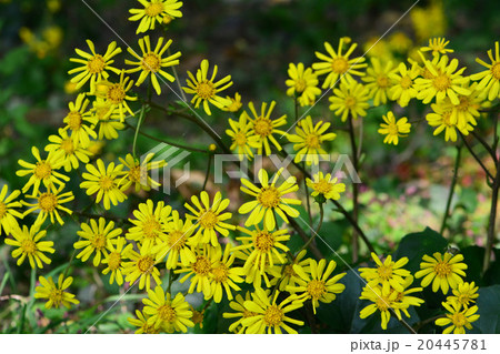 ツワブキ 20445781