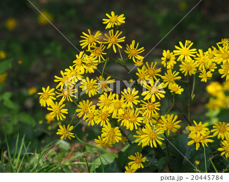 ツワブキ 20445784