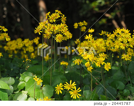 ツワブキ 20445787