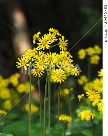 ツワブキ 20445788