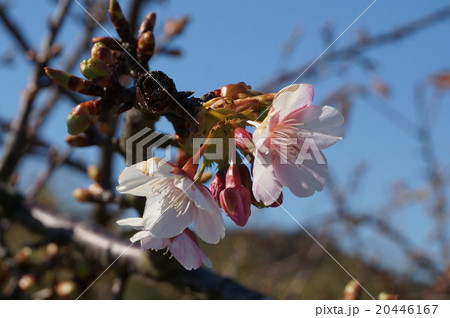 桜 20446167