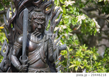 不動明王 不動明王 20446218