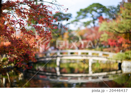 秋の紅葉 秋の紅葉 20446437