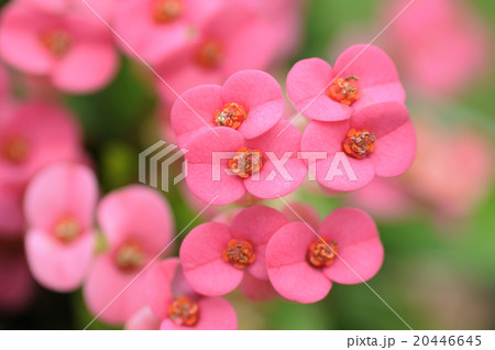 ハナキリン 20446645