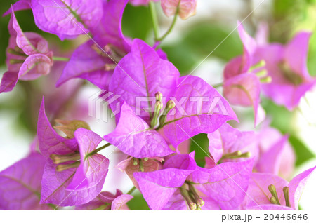ブーゲンビリア 20446646