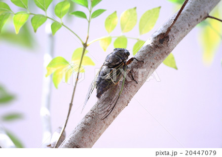 クマゼミ 20447079
