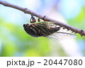 クマゼミの産卵 20447080