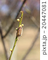カマキリの卵 20447081