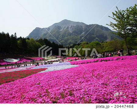 秩父・芝桜の丘の芝桜 20447468
