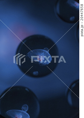 水族館　京都　くらげ 20447658