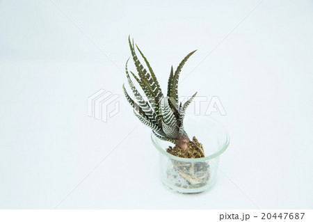 多肉植物 20447687