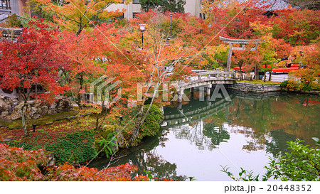 autumn foliage at Eikando Temple,  Kyoto 20448352