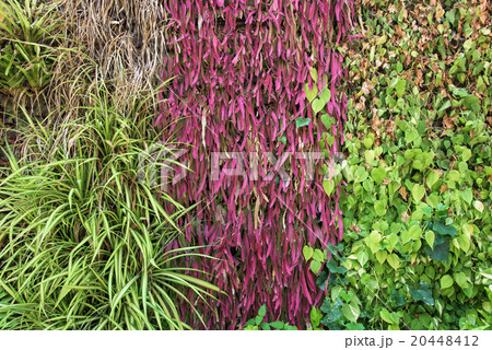 green and red climber foliage 20448412