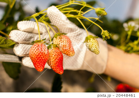 いちご狩り 20448461