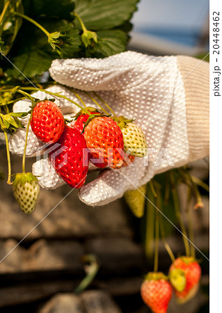 いちご狩り 20448462