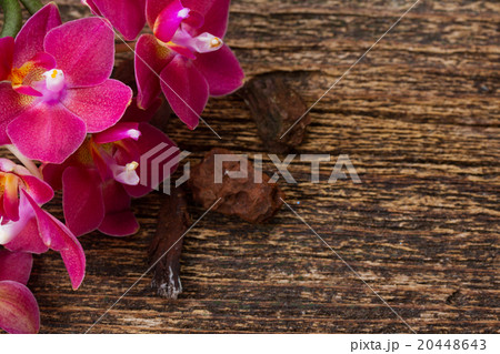 Bunch of violet orchids  20448643