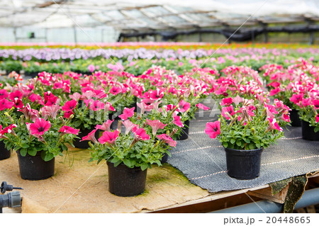 Cultivation of different flowers in greenhouse Cultivation of different flowers in greenhouse 20448665