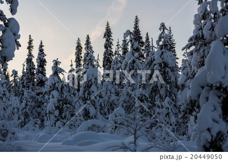 Frozen forest in Finland, Lapland 20449050