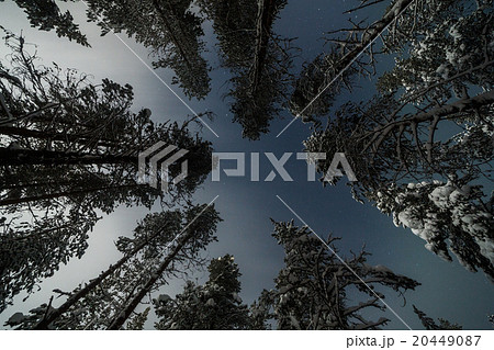 Frozen forest in Finland, Lapland 20449087