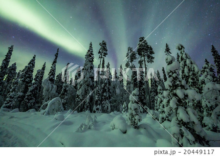 Aurora borealis (Northern Lights) in forest 20449117