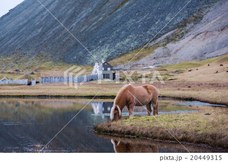 Icelandic horse grazing wild Iceland 20449315