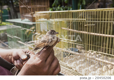 cages for sale at the bird market in Yogyakarta cages for sale at the bird market in Yogyakarta 20450206