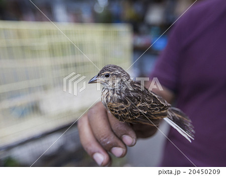 cages for sale at the bird market in Yogyakarta cages for sale at the bird market in Yogyakarta 20450209