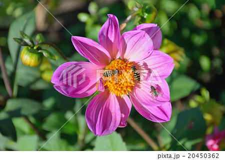 Insects on the flower garden purple Dahlia 20450362