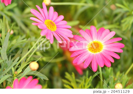 ガーベラの花 ガーベラの花 20451129